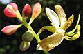 Tamarindus indica-flowers