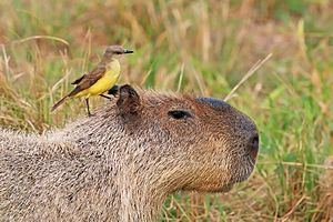 Cattle tyrant (Machetornis rixosa) on Capybara