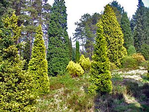 Conifers, Bedgebury Pinetum - geograph.org.uk - 796947