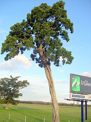 Deciduous Fig by Pacific Highway & Manning River.jpg