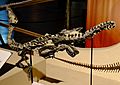 Eoraptor fossil