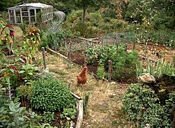 Garden chicks and herbs - Flickr - hardworkinghippy , La Ferme de Sourrou