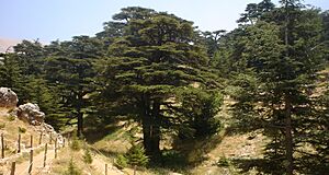 Lebanon cedar forest