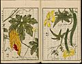 Leiden University Library - Seikei Zusetsu vol. 26, page 023 - 苦瓜 - Momordica charantia L. - 糸瓜 - Luffa cylindrica (L.), 1804