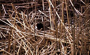 Nesting-american-coot