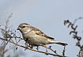 Sind Sparrow Female
