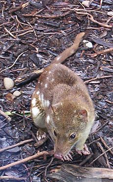 Spotted-tail Quoll Queen-Park