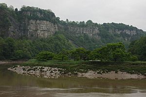 Trees on the banks of the River Wye - geograph.org.uk - 803261