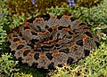 Western Pygmy Rattlesnake (Sistrurus miliarius streckeri) (42221247052)