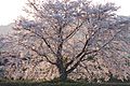 2020-04-07 Prunus × yedoensis Tambasasayama,Hyogo(丹波篠山市篠山川のソメイヨシノ)DSCF2986☆彡