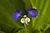 ARS - Commelina benghalensis.jpg