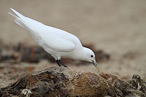 Adult Ivory Gull (Pagophila eburnea)