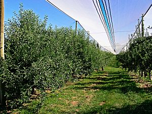 Apple farm Red Delicious hail nets
