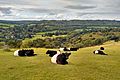Belted Galloway Cattle on Box Hill, Surrey