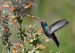 Broad-billed Hummingbird (33671931300)