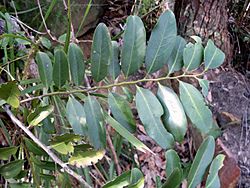 Diospyros australis Barrenjoey