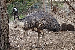 Emu - melbourne zoo.jpg