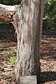 Eucalyptus cinera x pulverulenta