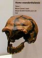 Homo Neanderthalensis Tabun 1 Mount Carmel Israel About 1200,000-50,000 BP