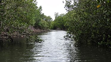 Mangrove creek salé