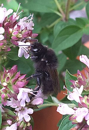 Melanistic garden bumblebee on oregano 1