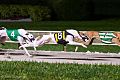 Racing Greyhound (US)