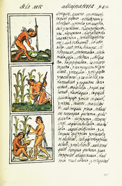 The Digital Edition of the Florentine Codex Book 1 0640 Seeding, tilling and harvesting maize
