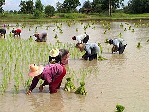 Tranplant-rice-tahiland