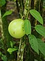 Crescentia cujete (fruit and foilage)