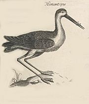 Himantopus Willughby's Ornithology