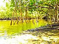 Oleta River State Park - Mangroves