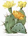 Opuntia17 filtered