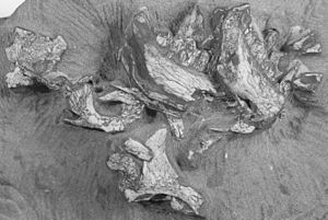 Pegomastax africana holotype cropped