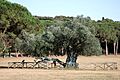 1700-year-old Olive Tree