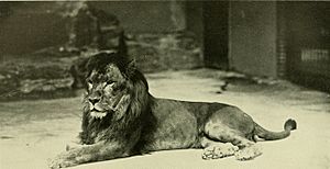 Annual report - New York Zoological Society (1903) (18243500220)