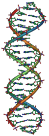DNA Overview2