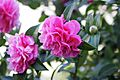 Double-flowered Camellia