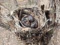 Eastern yellow robin chicks in nest