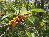 Ficus platypoda fruit