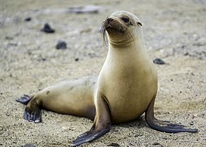 Galapagos, sea-lion, female (by Casey Klebba).jpg