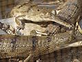 Gharial Crocodiles - Conservation Breeding Center - Kasara - Chitwan National Park - Nepal - 01 (13907486606)