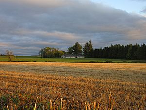 Harvested field outside Methven with Newbigging in the background.jpg