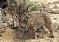 Iberian Lynx cub 07