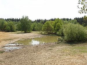 Pond and sandpit, Horsell Common - site for "The War of the Worlds" - geograph.org.uk - 168459