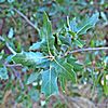 Quercus vaseyana (Vasey Oak) plant.jpg