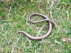 Slow Worm - geograph.org.uk - 1375763