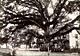 Massive spreading oak tree