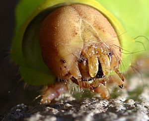 Caterpillar face close up