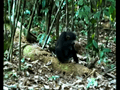 Chimpanzé, R.F Douala-édea,Mouanko