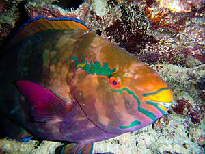 Darker Colored Parrot Fish